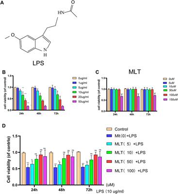 Melatonin promotes sirtuin 1 expression and inhibits IRE1α–XBP1S–CHOP to reduce endoplasmic reticulum stress–mediated apoptosis in chondrocytes